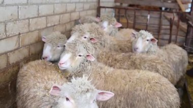 Yün üretimi için bir ev. Çiftlik hayvanları. Çiftlik. Hayvan kocalık. Bir koyun sürüsü ahırda duruyor. Tarım, koyun yetiştiriciliği.