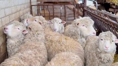 Yün üretimi için bir ev. Çiftlik hayvanları. Çiftlik. Hayvan kocalık. Bir koyun sürüsü ahırda duruyor. Tarım, koyun yetiştiriciliği.