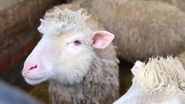 Una Granja Doméstica Para Producción Lana Ganado Rancho Crianza Animales — Vídeos de Stock