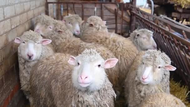 Een Boerderij Voor Productie Van Wol Vee Ranch Dierhouderij Een — Stockvideo