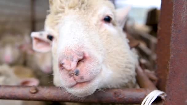 Portret Van Een Ram Schaap Een Boerderij Voor Productie Van — Stockvideo