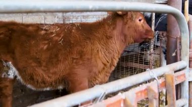 Ahırda genç bir buzağı duruyor. Çiftçilik. Boğa kahverengi renklidir..