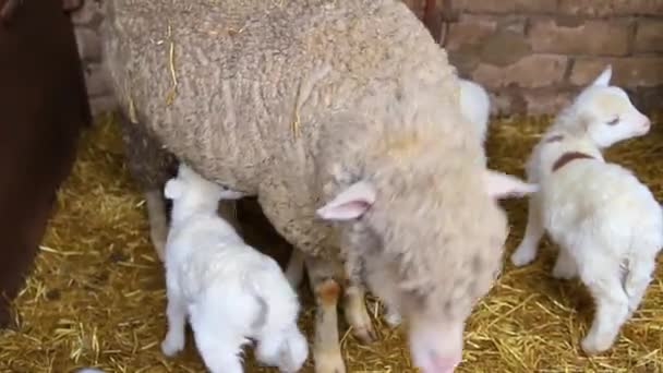 Lamm Dricker Mjölk Från Sin Moder Livestock Lammkött Ranchen Djurhållning — Stockvideo