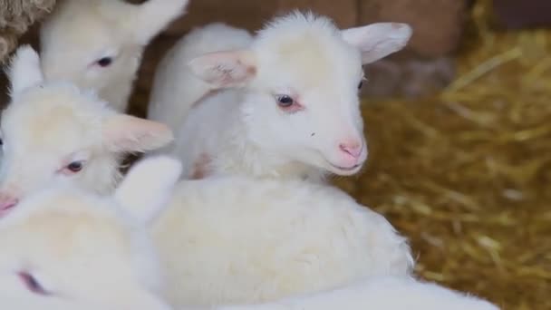 Una Granja Doméstica Para Producción Lana Ganado Rancho Crianza Animales — Vídeos de Stock