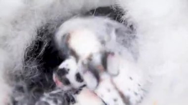 Yuvasında annesinin kürkü ve kuru otları olan siyah beyaz renkli yeni doğmuş bir tavşan. Bir grup yavru tavşan hareket eder ve bazen yuvanın etrafında uyur. Yeni bir hayvan hayatı konsepti.