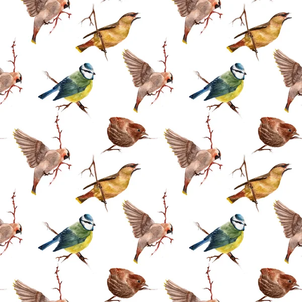 鳥とのシームレスなパターン — ストック写真
