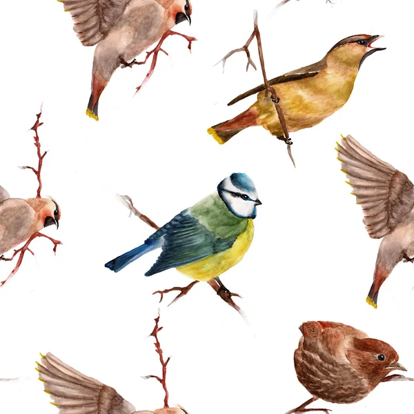 Bezszwowy wzór z ptakami — Zdjęcie stockowe