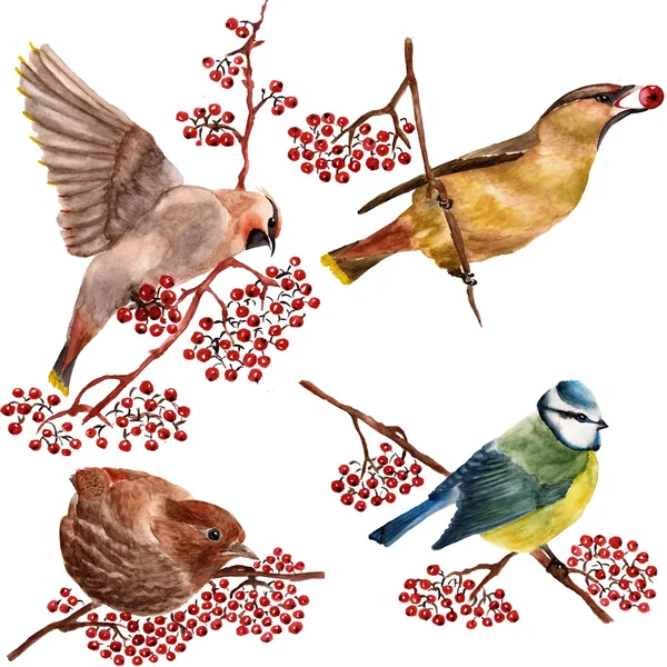 Set with birds — Stock Photo, Image