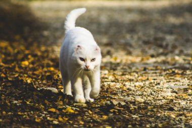 Kulakları olmayan beyaz bir kedi parkta yürüyor.