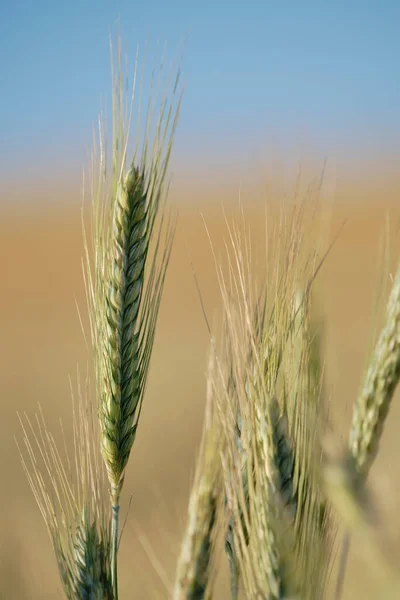 Vertical green wheat spike with golden wheat field on background isolated and textured spike