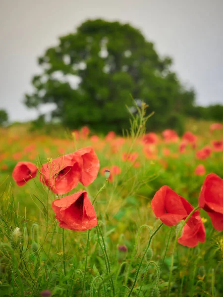 Poppy Field Green Grass Lots Poppies Big Tree Background Cloudy — Photo