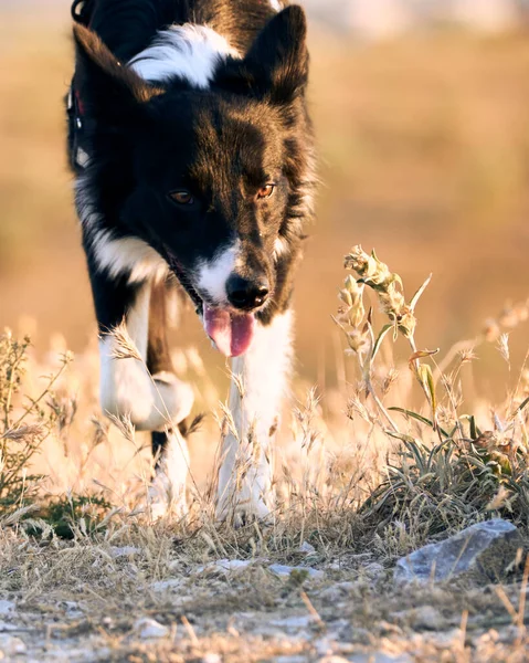 Moe Gezonde Hond Zoek Naar Geel Gras Thongue Uit Bruine — Stockfoto