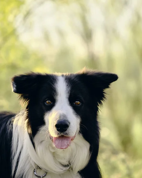 Border Collie Dog Con Lengua Hacia Fuera Hierba Verde Fondo —  Fotos de Stock