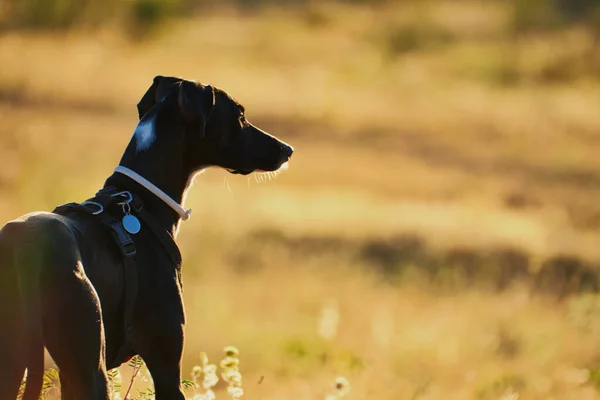 Avcı Siyah Köpek Sarı Çimlerde Belirdi — Stok fotoğraf