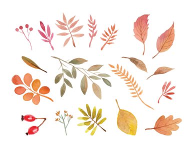 Güzel suluboya yapraklar. Çeşitli sonbahar yapraklarından oluşan bir set. El çizimi vektör suluboya ve pembe yapraklar. Rosehip suluboya. Meşe ve kavak yaprakları.
