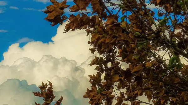 Осінь Гілка Дерева Сухим Листям Тлі Кумульських Хмар — стокове фото