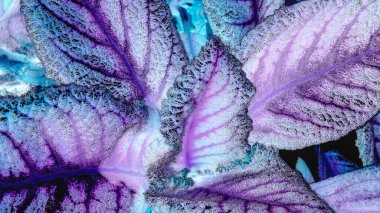 Mor-mavi tonlarda, tropikal bir bitkinin dolgun, oyulmuş yaprakları. Soyutlama.