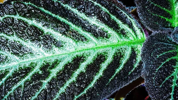 Een Blad Van Een Tropische Plant Close Paars Met Aderen — Stockfoto