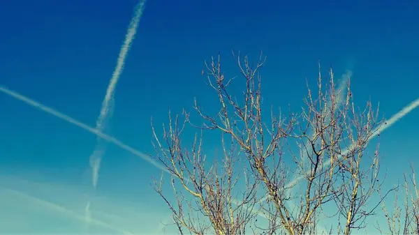 Rami Nudi Albero Contro Cielo Turchese Con Strisce Contrails Aeroplani — Foto Stock