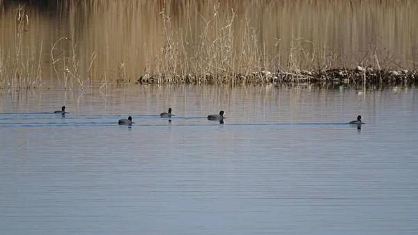 Cinco Patos Salvajes Nadan Superficie Del Lago Sobre Fondo Cañas — Foto de Stock