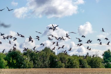 Ağaçların tepesinde uçan turna sürüsü olan manzara, ilkbahar ve sonbaharda kuşların göç etmesi.