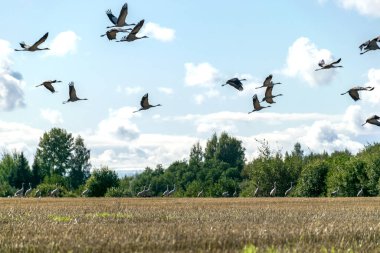 Ağaçların tepesinde uçan turna sürüsü olan manzara, ilkbahar ve sonbaharda kuşların göç etmesi.