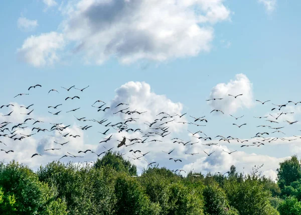 Krajobraz Stadem Żurawi Latających Nad Wierzchołkami Drzew Migracja Ptaków Wiosną — Zdjęcie stockowe