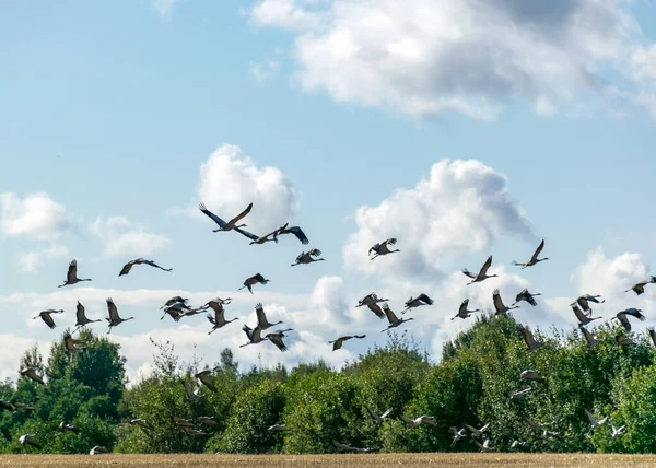 Krajobraz Stadem Żurawi Latających Nad Wierzchołkami Drzew Migracja Ptaków Wiosną — Zdjęcie stockowe