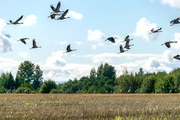 Krajobraz Stadem Żurawi Latających Nad Wierzchołkami Drzew Migracja Ptaków Wiosną — Zdjęcie stockowe