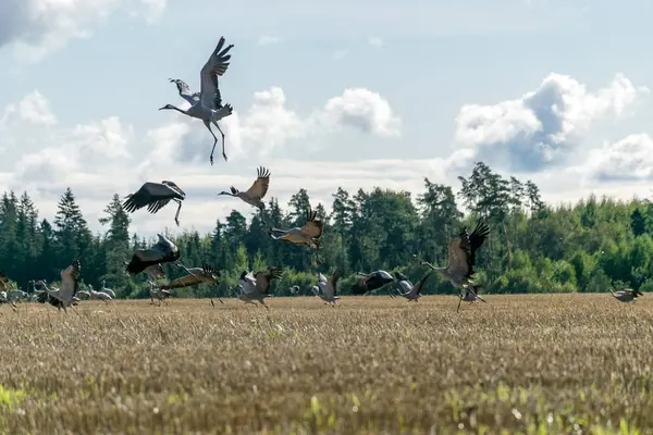 Krajobraz Polem Żurawinowym Migracja Ptaków Wiosną Jesienią — Zdjęcie stockowe