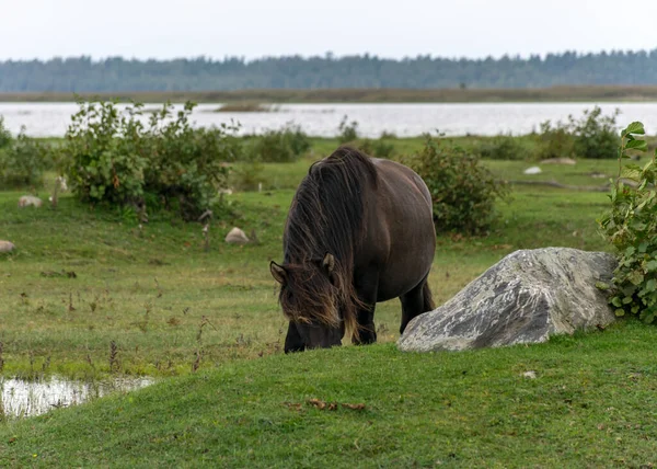 Landschaft Mit Pferden Die Ufer Des Sees Grasen Die Bewohner — Stockfoto