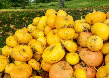 Sarı ve turuncu balkabaklarıyla parlak bir resim ahşap tahtalarda kabak yığını, balkabağı yakın plan, sonbahar hasat zamanı, Cadılar Bayramı için hazırlanıyor.