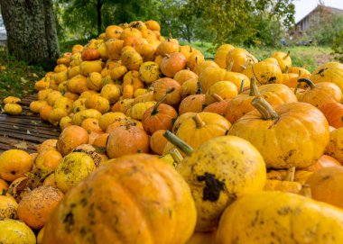 Sarı ve turuncu balkabaklarıyla parlak bir resim ahşap tahtalarda kabak yığını, balkabağı yakın plan, sonbahar hasat zamanı, Cadılar Bayramı için hazırlanıyor.
