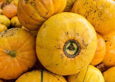 Sarı ve turuncu balkabaklarıyla parlak bir resim ahşap tahtalarda kabak yığını, balkabağı yakın plan, sonbahar hasat zamanı, Cadılar Bayramı için hazırlanıyor.