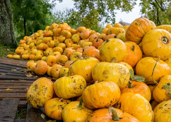 Sarı ve turuncu balkabaklarıyla renkli bir resim, ahşap tahtaların üzerinde balkabağı yığını, bahçede balkabakları, sonbahar hasat zamanı, Cadılar Bayramı için hazırlanma