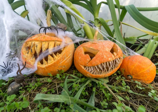 Halloween Tema Snidade Pumpa Med Ett Skrämmande Leende Spindlar Och — Stockfoto