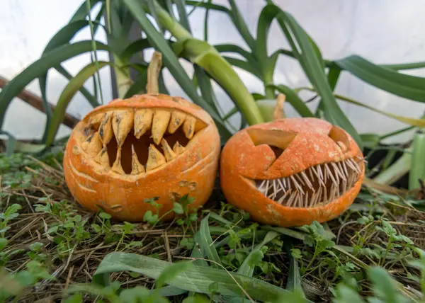 Halloween Tema Snidade Pumpa Med Ett Skrämmande Leende Grön Växt — Stockfoto