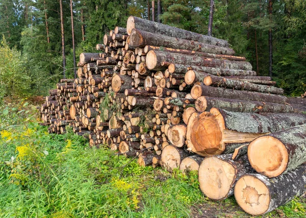 Krajina Dřevěnými Polena Kraji Silnice Stromy Připravené Odstranění Koncepce Těžby — Stock fotografie