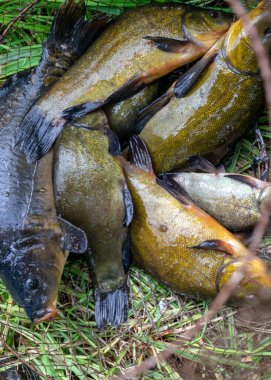 Balık ağında çizgileri olan fotoğrafçılık, balıkçılık konsepti, hobi olarak balıkçılık, açık hava eğlencesi