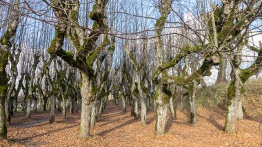 Malikane parkındaki güzel ıhlamur ağacı sokağı, yapraksız sonbahar ağaçları yer yaprağı dokusu, ışık ve gölge oyunları, Katvaru malikanesi, Letonya