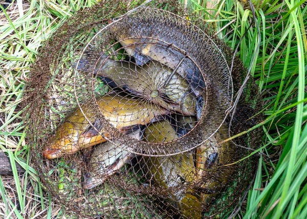 Fotografie Mit Leinen Fischernetz Angelkonzept Angeln Als Hobby Freizeitgestaltung Freien — Stockfoto