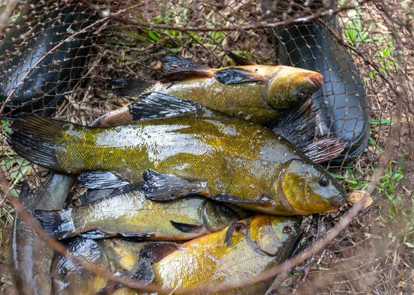 Fotografía Con Líneas Una Red Pesca Concepto Pesca Pesca Como —  Fotos de Stock