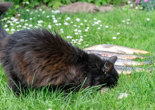 Bild Einer Schwarzen Katze Die Frischen Fisch Frisst Fischereikonzept — Stockfoto