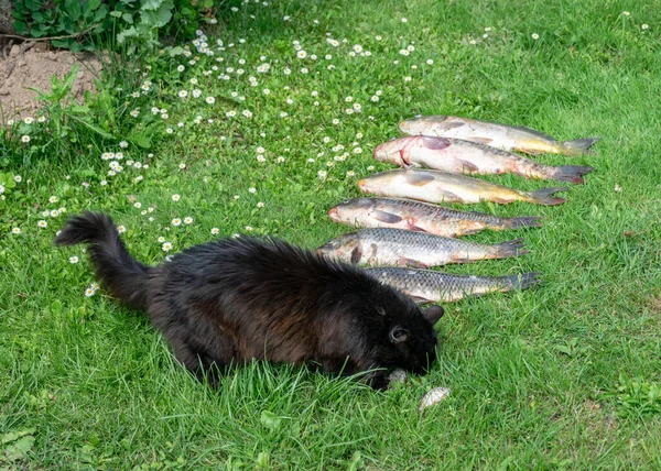 고양이가 생선을 — 스톡 사진