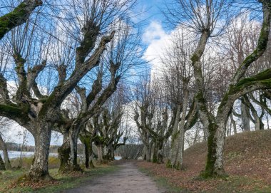 Malikane parkındaki güzel ıhlamur ağacı sokağı, yapraksız sonbaharda ağaçlar yaprak dokusunda, eski ağaç gövdeleri, soyut şekillerde kıvrılmış ağaç dalları, Katvaru malikanesi, Letonya iç çamaşırları,