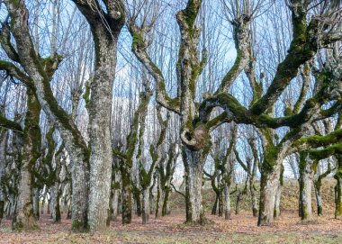 Malikane parkındaki güzel ıhlamur ağacı sokağı, yapraksız sonbaharda ağaçlar yaprak dokusunda, eski ağaç gövdeleri, soyut şekillerde kıvrılmış ağaç dalları, Katvaru malikanesi, Letonya iç çamaşırları,