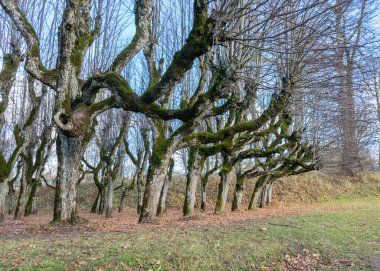 Malikane parkındaki güzel ıhlamur ağacı sokağı, yapraksız sonbaharda ağaçlar yaprak dokusunda, eski ağaç gövdeleri, soyut şekillerde kıvrılmış ağaç dalları, Katvaru malikanesi, Letonya iç çamaşırları,