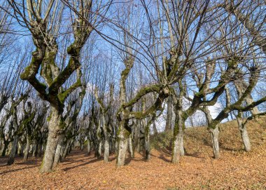 Malikane parkındaki güzel ıhlamur ağacı sokağı, yapraksız sonbahar ağaçları yer yaprağı dokusu, ışık ve gölge oyunları, Katvaru malikanesi, Letonya