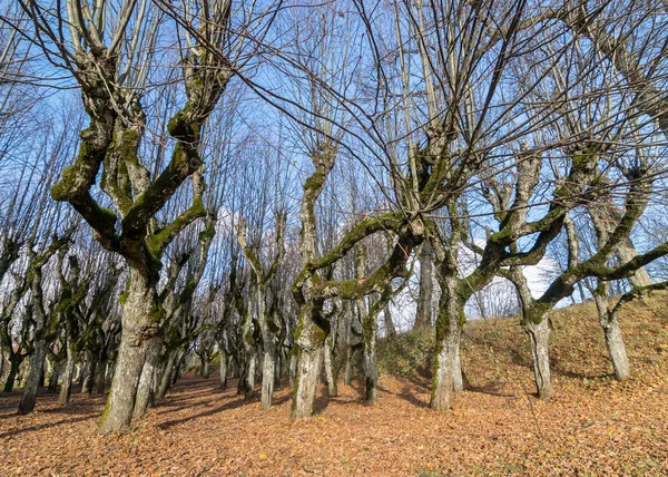 beautiful linden tree alley in the manor park, trees in autumn without leaves on the ground leaf texture, games of light and shadow, Katvaru manor linden, Latvia