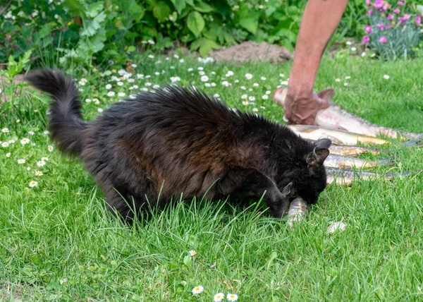 Taze Balık Yiyen Siyah Bir Kedi Resmi Balıkçılık Konsepti — Stok fotoğraf